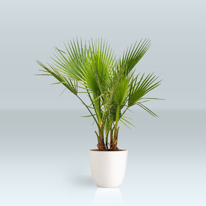 washingtonia robusta binnen