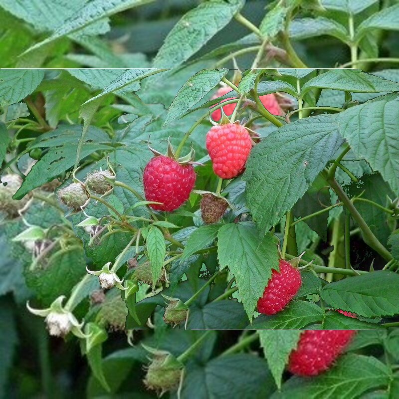 rubus idaeus glen ample