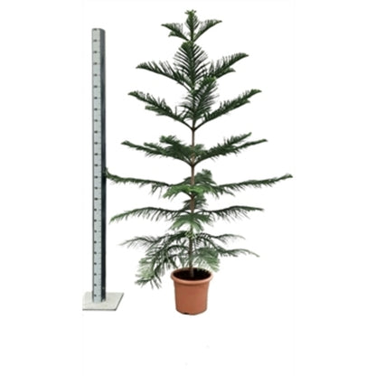 araucaria kamerplant Extra groot