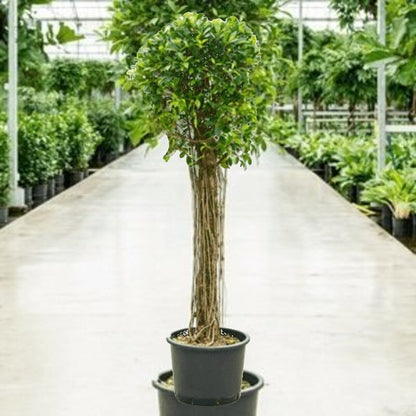 ficus nitida verzorging