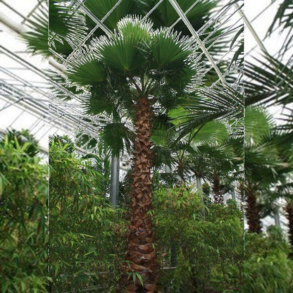 washingtonia robusta binnen