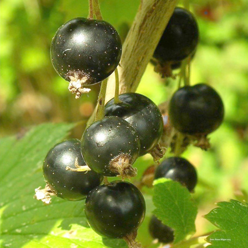 ribes nigrum kopen