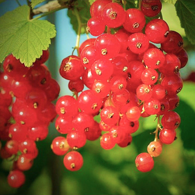 ribes rubrum english