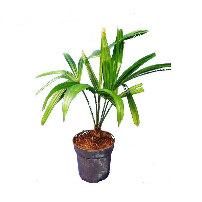 palmboom trachycarpus fortunei