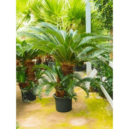 cycas revoluta buiten Stam multi