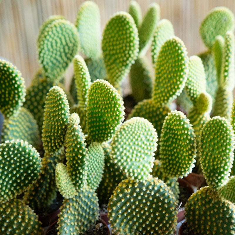 cactus opuntia