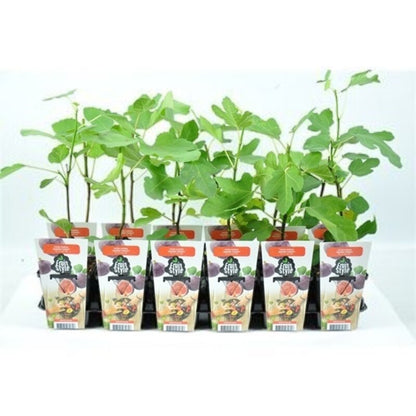 ficus carica chicago Biologisch