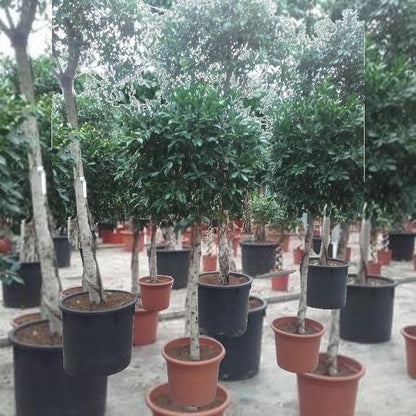 ficus benjamina stekken