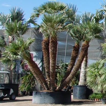 Chamaerops Humilis kopen Exemplar