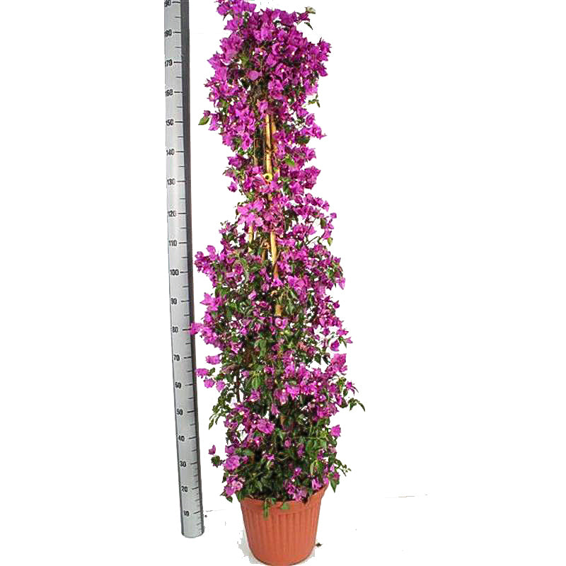 bougainvillea spectabilis Paars