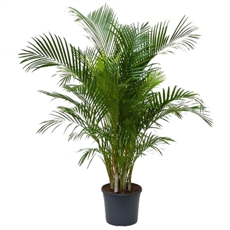 areca palm stekken