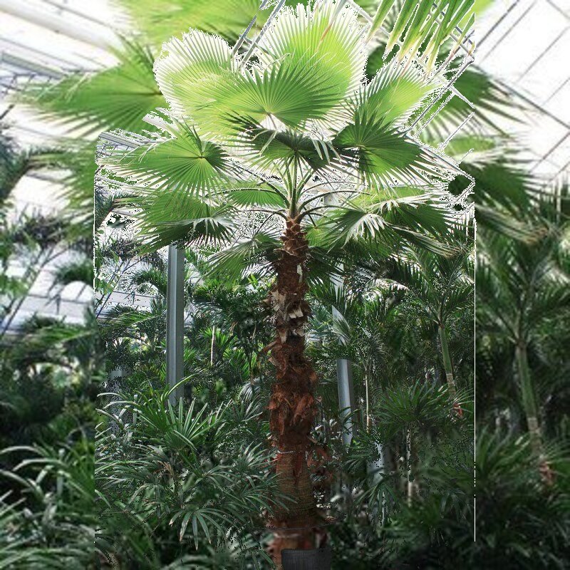 washingtonia robusta prijs Kale stam