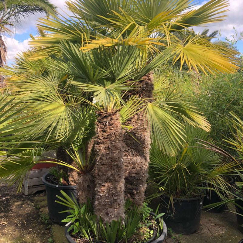 Chamaerops Humilis kopen