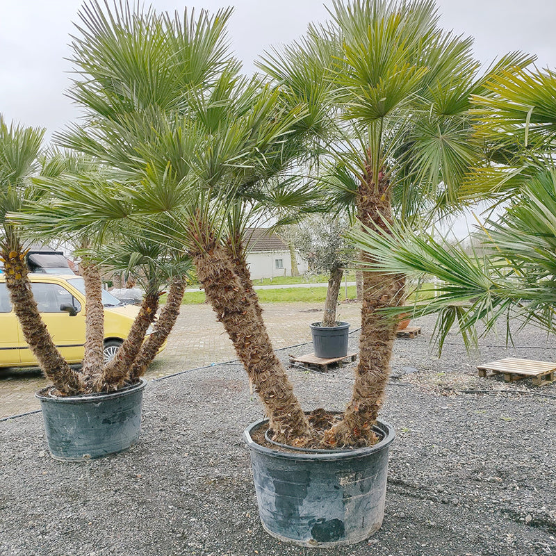 europese dwergpalm kopen