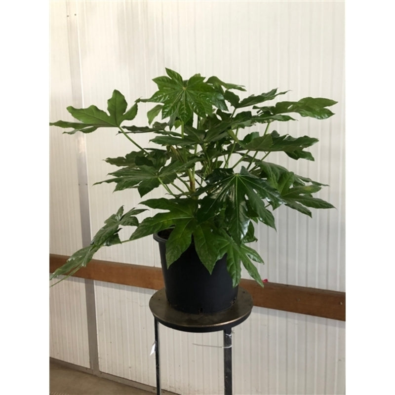 de Fatsia japonica