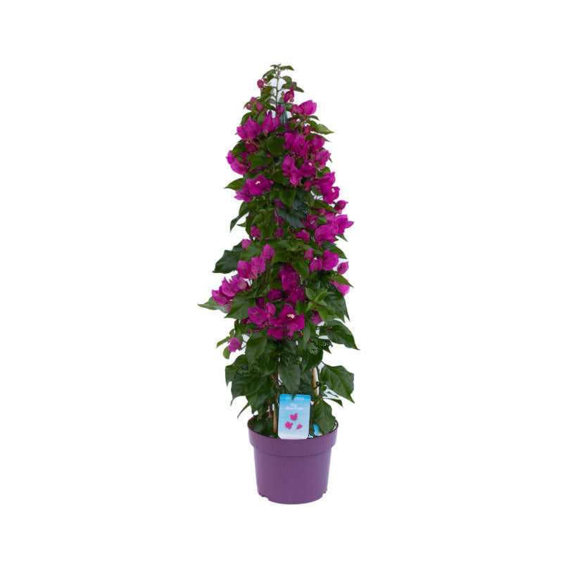 bougainvillea giftig Sanderiana