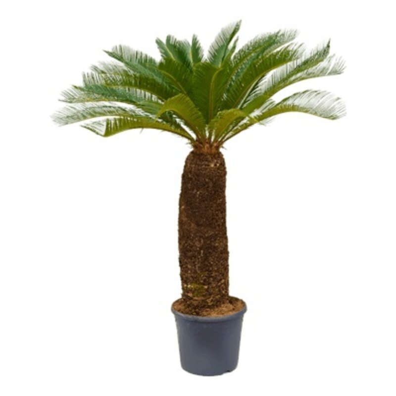 cycas revoluta giftig Stam (70)