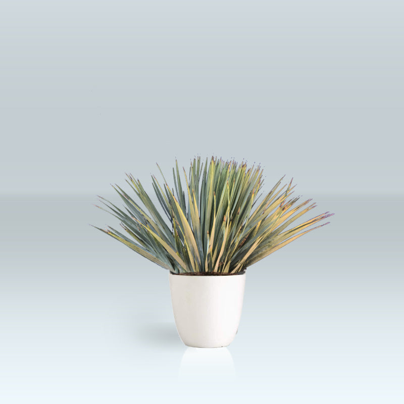 yucca rostrata kopen