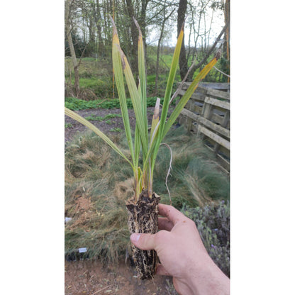 washingtonia filifera kopen