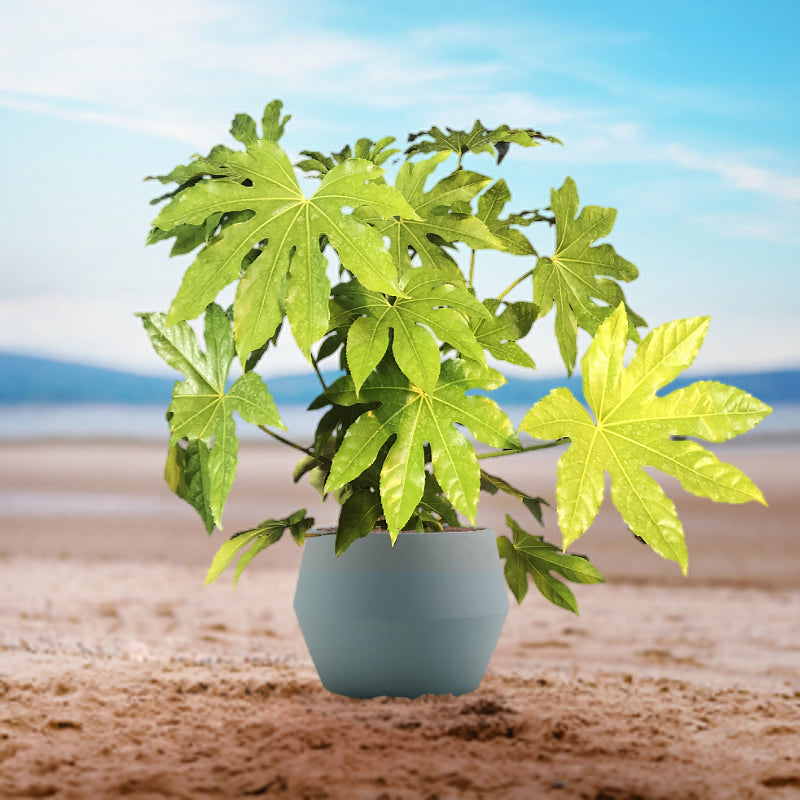 Fatsia japonica's