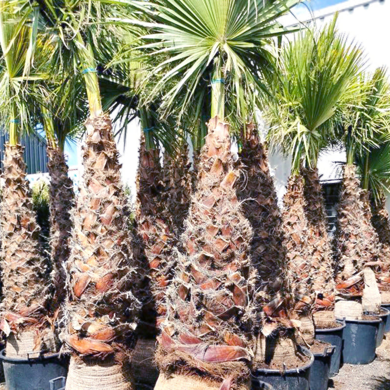 washingtonia robusta winterhard 125/150 stam