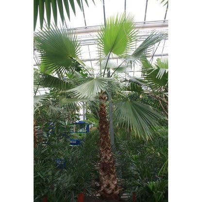 washingtonia robusta verzorging