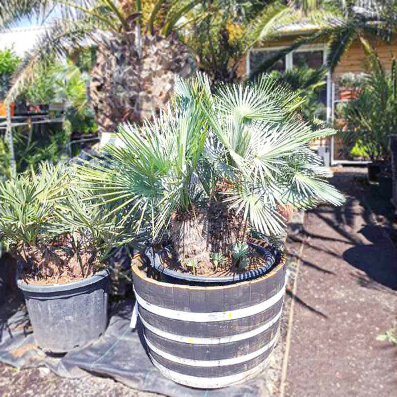 dwergpalm vulcano