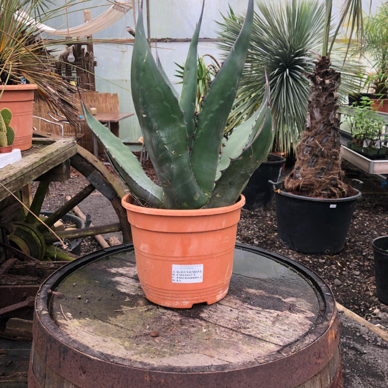 Agave salmiana kopen