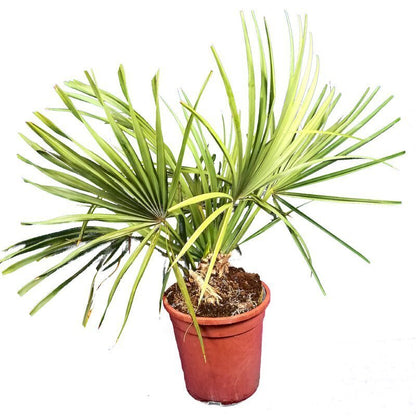 sabal palmetto