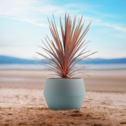 cordyline australis atropurpurea Super Actie