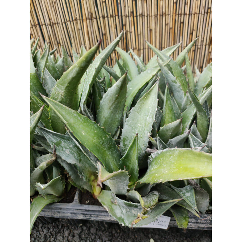 agave cavanillesii kopen