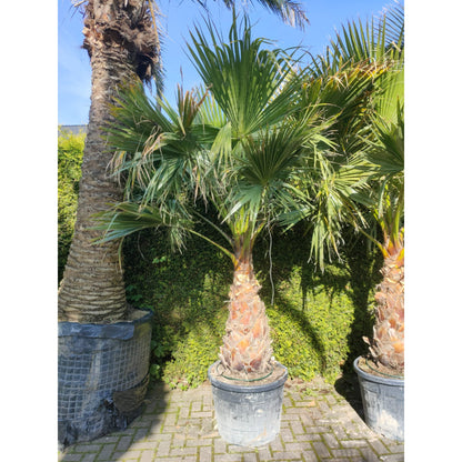 washingtonia robusta binnen