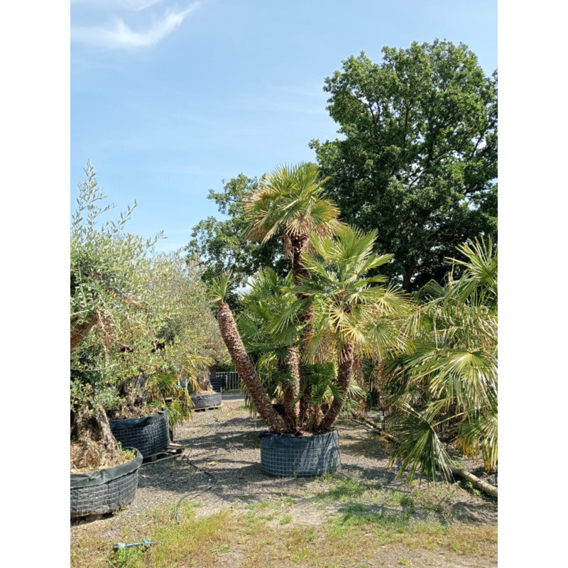 europese dwergpalm Multi Stam