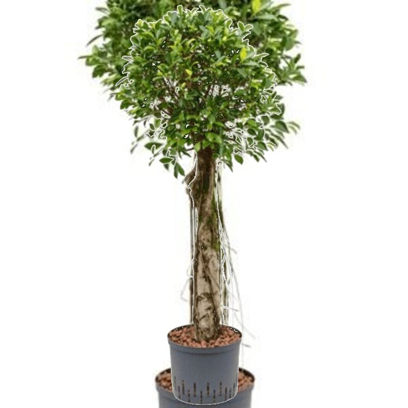 ficus everest