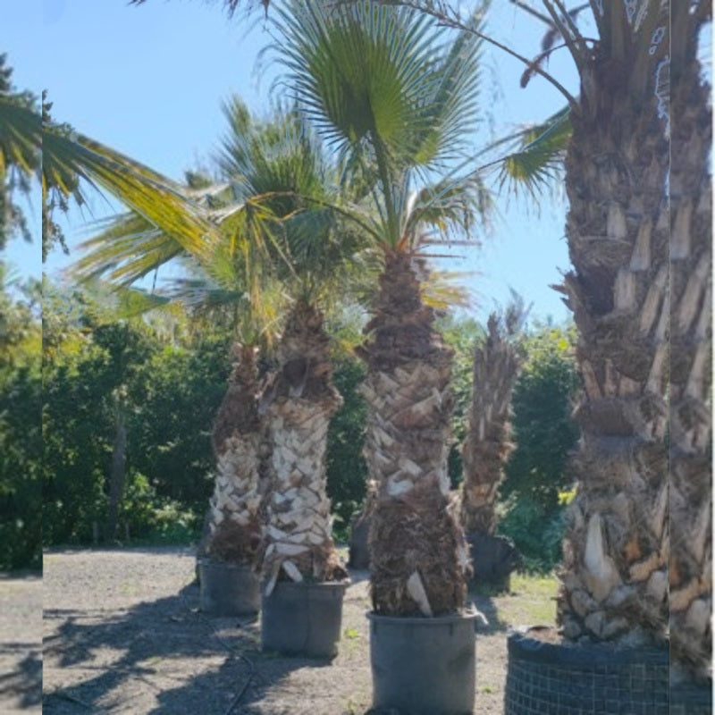 washingtonia robusta kweken