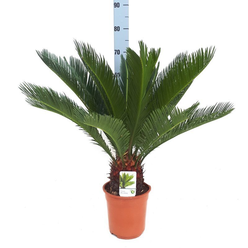 cycas revoluta groei