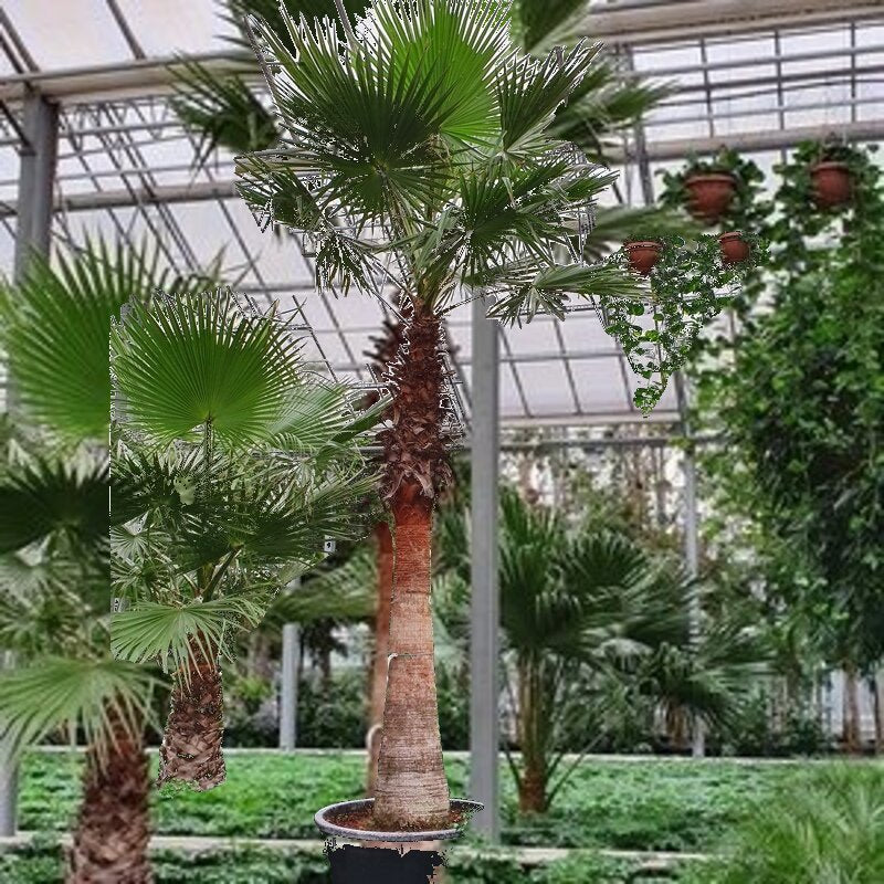 washingtonia robusta winterhard Kale stam