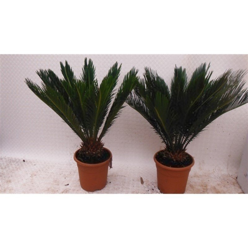 cycas revoluta verzorging Vol in blad