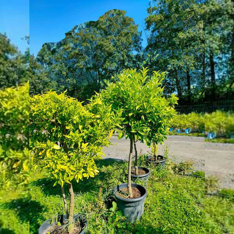 citrus reticulata