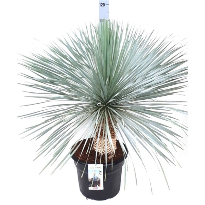 yucca rostrata snoeien 3+ jaar geworteld!