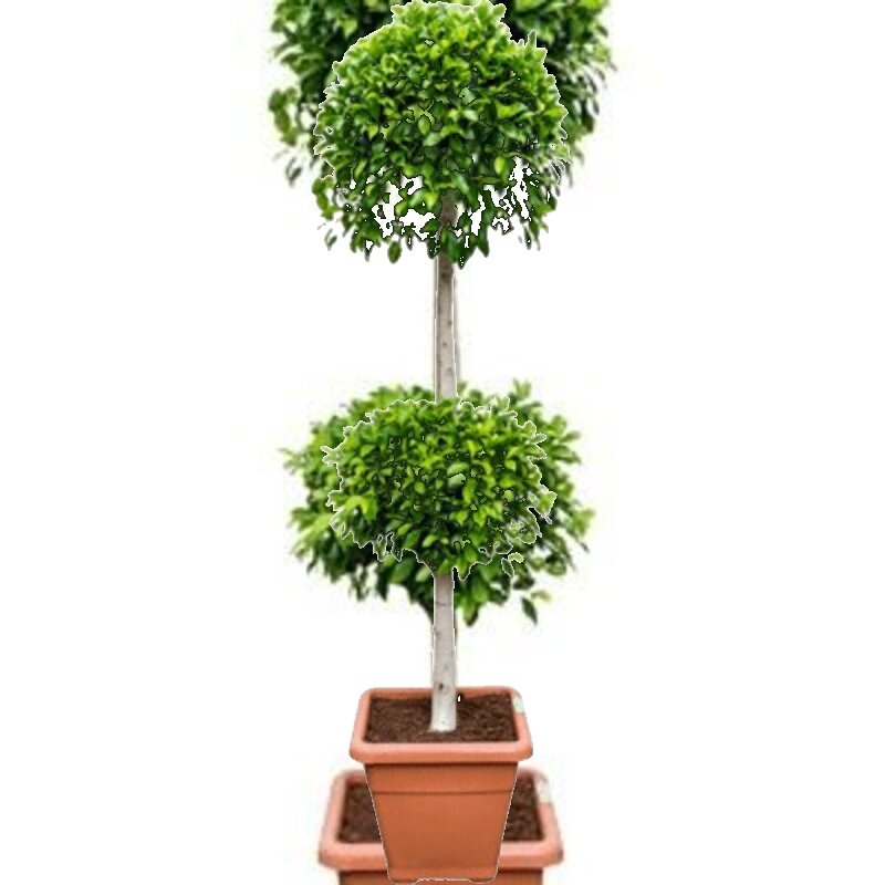 ficus benjamina stekken Stam etage 2-bol