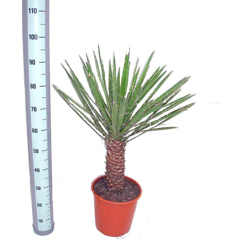 yucca filamentosa