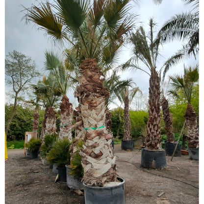 washingtonia robusta volle grond