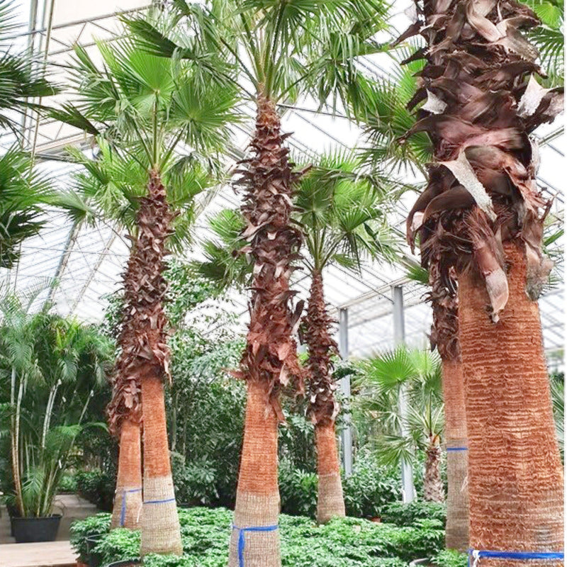 washingtonia robusta prijs Kale stam