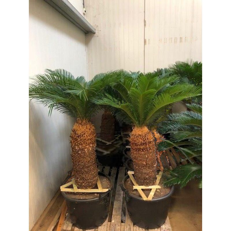 cycas revoluta winterhard Stam 55cm