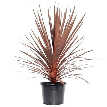 cordyline australis red star winterhard