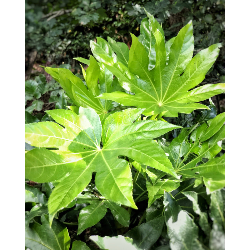 Fatsia japonica kopen Zaailing