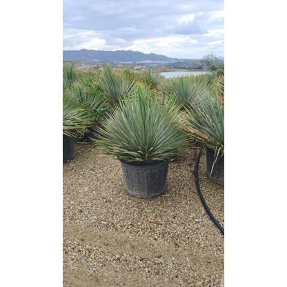 yucca rostrata verzorging