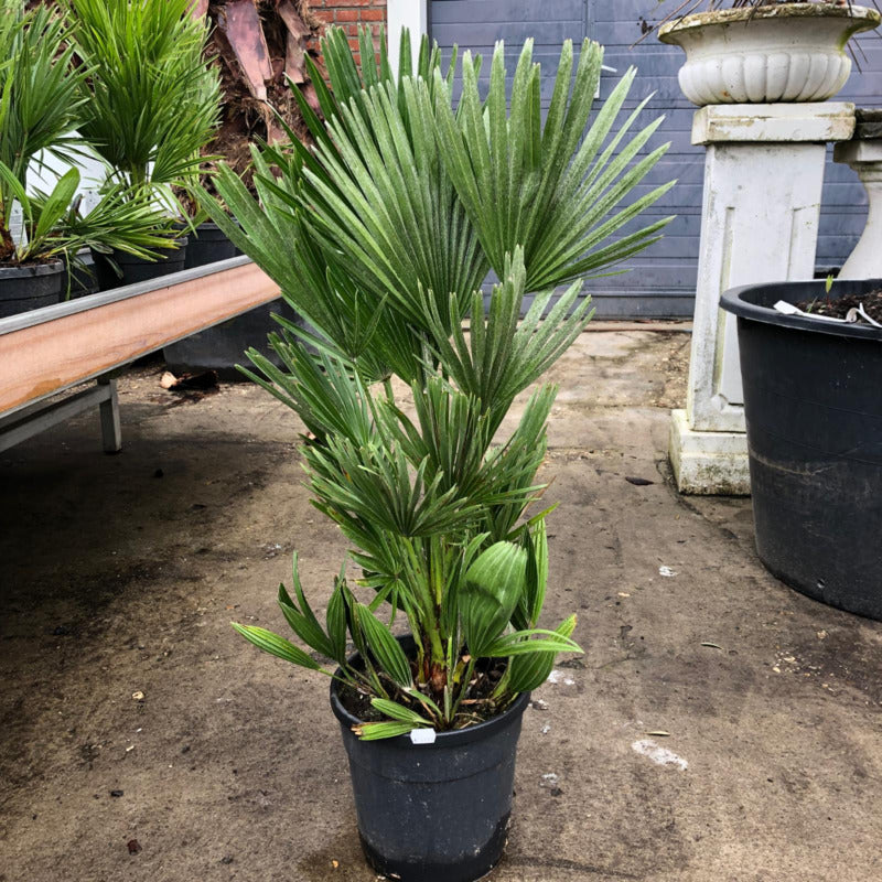 Chamaerops Humilis Vulcano