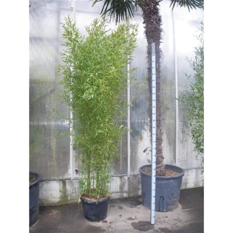 Phyllostachys aureosulcata verzorging